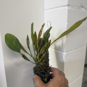 Dendrobium farmerii albiflorum