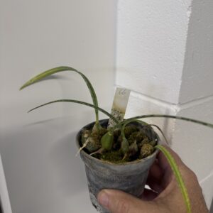 Eulophia decaryana