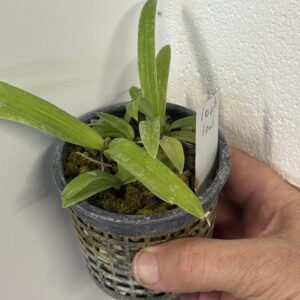 Paphiopedilum lowii “sumatra”