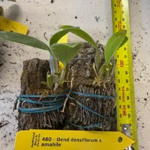 Dendrobium densiflorum x amabile