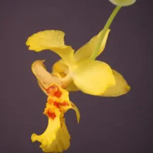 Lockhartia lunifera orchid with yellow flowers