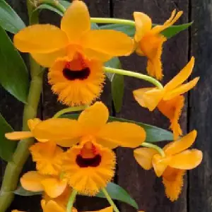 Dendrobium fimbriatum, a Dendrobium species