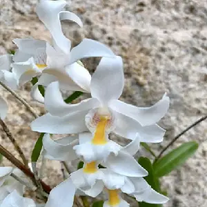 Dendrobium odoratum, a Dendrobium species