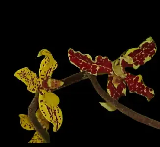 Dimorphorchis lowii, an orchid species