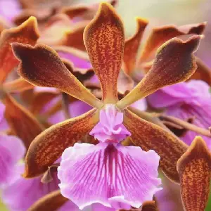 Encyclia phoenicea, an orchid species